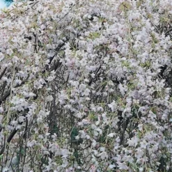 Prunus X Yedoensis Shidare Yoshino