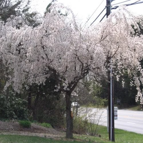 Prunus X Yedoensis Shidare Yoshino - Image 2