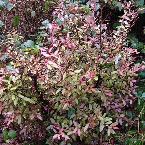 Pseudowintera Colorata - Image 3