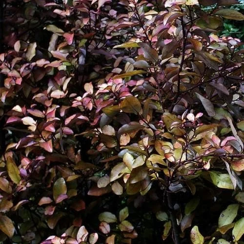 Pseudowintera Colorata - Image 2