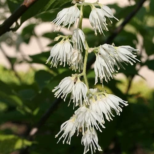 Pterostyrax Hispida