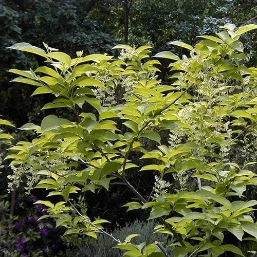 Pterostyrax Hispida - Image 2