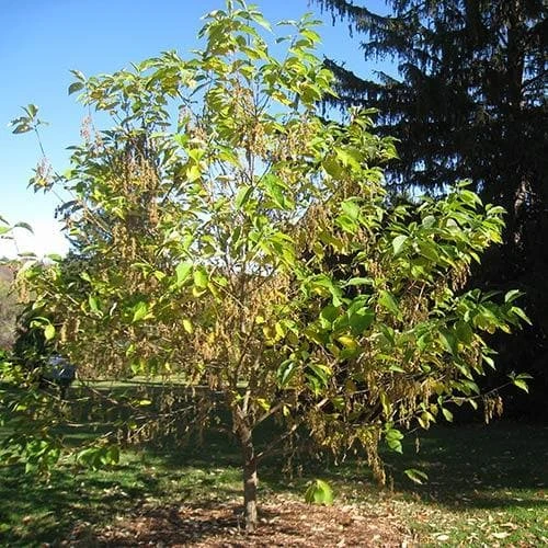 Pterostyrax Hispida - Image 4