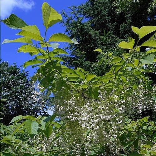 Pterostyrax Hispida - Image 5