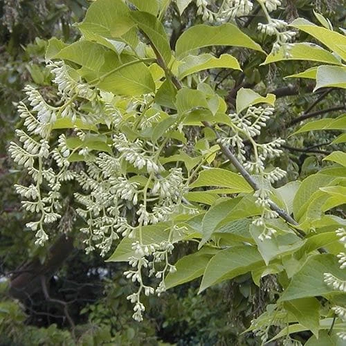 Pterostyrax Hispida - Image 6