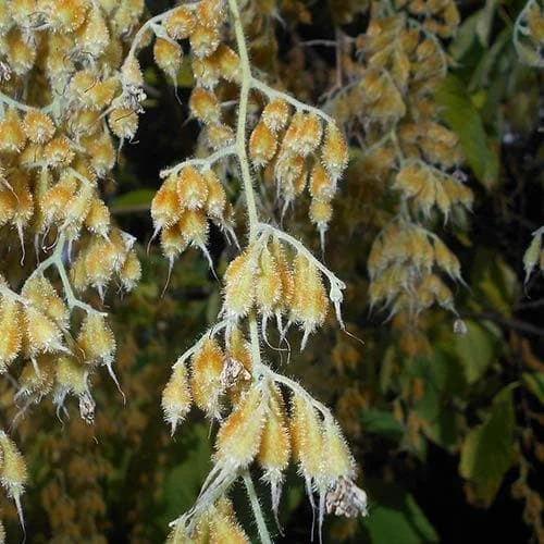 Pterostyrax Hispida - Image 7