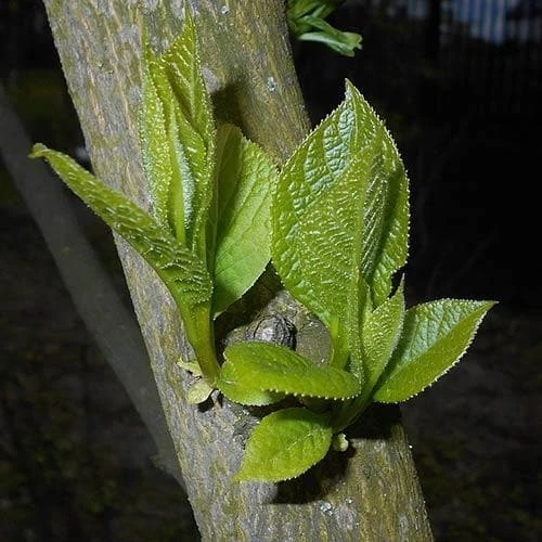 Pterostyrax Hispida - Image 8
