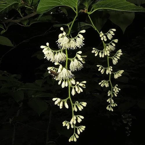 Pterostyrax Hispida - Image 9