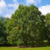 Quercus Bicolor - Swamp White Oak