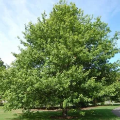 Quercus Nuttallii - Nuttall’s Oak