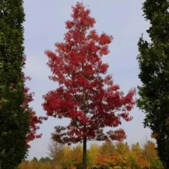 Quercus Coccinea Splendens - Scarlet Oak