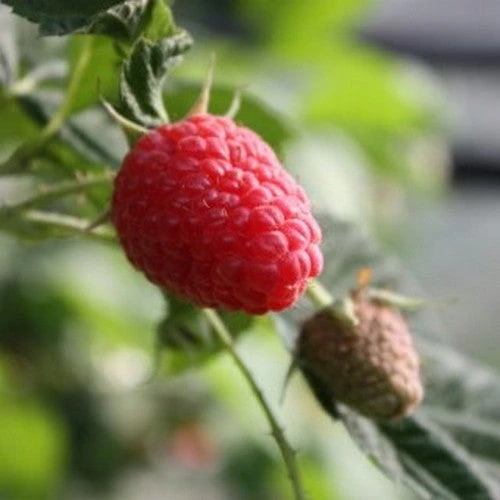 Raspberry Twotimer Sugana Red - Summer & Autumn Fruiting - Image 2