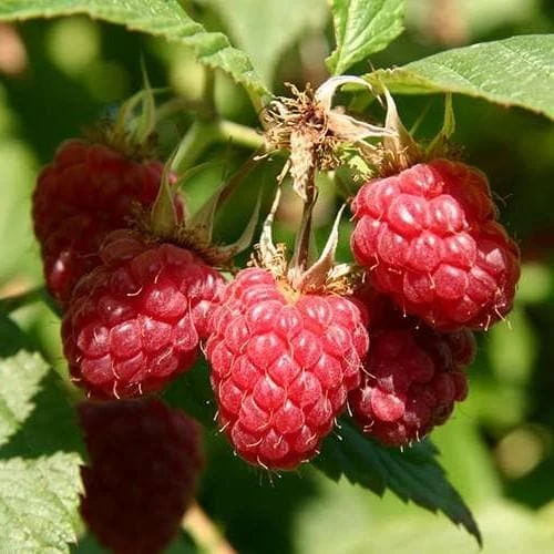 Raspberry Malling Jewel - Summer Fruiting - Image 2