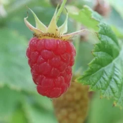 Raspberry Malling Leo - Summer Fruiting