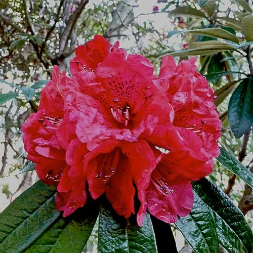 Rhododendron Arboreum - Image 2