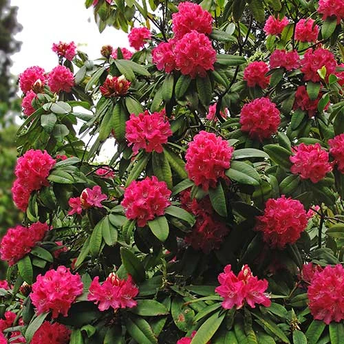 Rhododendron Arboreum - Image 3