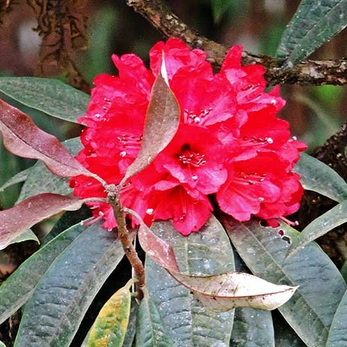 Rhododendron Arboreum - Image 4