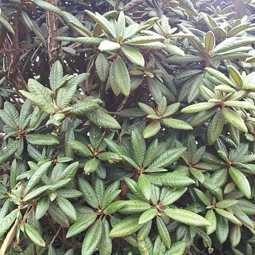 Rhododendron Arboreum - Image 6