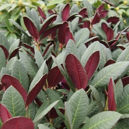 Rhododendron Wine And Roses - Image 2