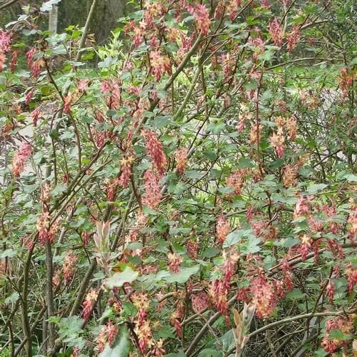 Ribes X Gordonianum - Image 2