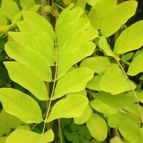 Robinia Pseudoacacia Frisia - Golden Robinia - Image 6