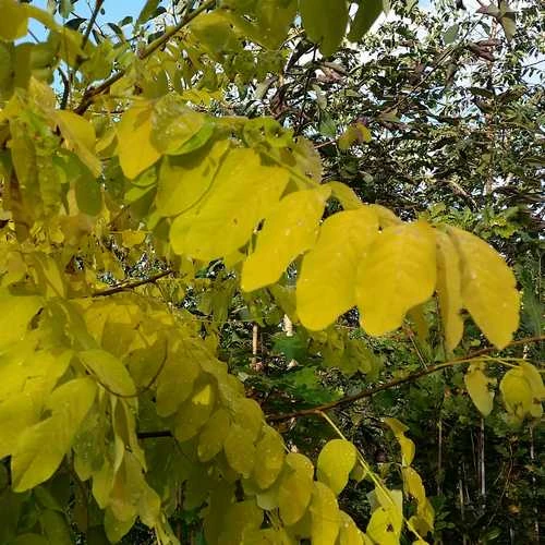 Robinia Pseudoacacia Frisia - Golden Robinia - Image 3