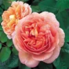 Rosa Auscot (Abraham Darby) - David Austin Rose