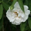 Rosa Alba Maxima - Old Shrub Rose