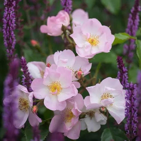 Rosa Rosy Cushion - Modern Shrub Rose - Image 3