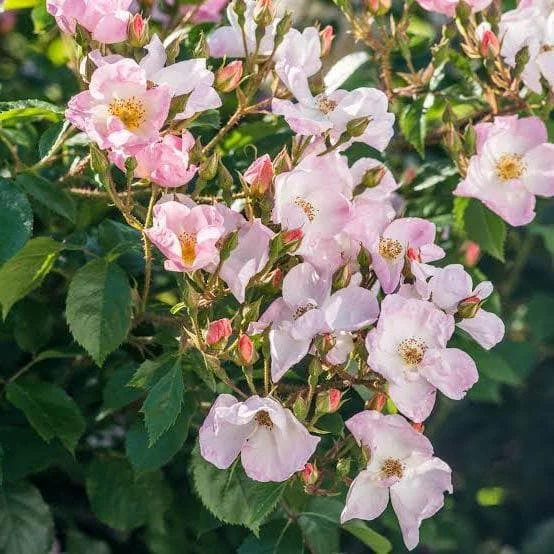 Rosa Rosy Cushion - Modern Shrub Rose - Image 4