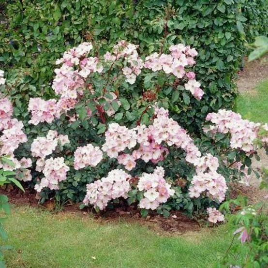Rosa Rosy Cushion - Modern Shrub Rose - Image 5