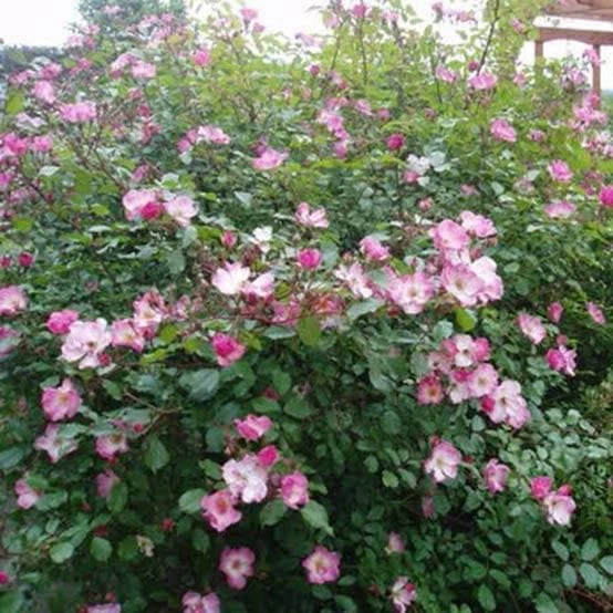 Rosa Rosy Cushion - Modern Shrub Rose - Image 6