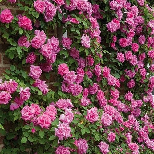 Rosa Zéphirine Drouhin - Climbing Rose - Image 6