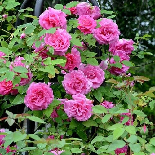 Rosa Zéphirine Drouhin - Climbing Rose - Image 5