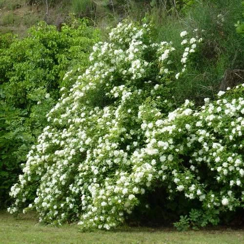Rosa Banksiae Alba Plena - Rambling Rose - Image 3