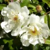 Rosa Banksiae Alba Plena - Rambling Rose