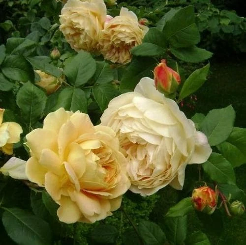 Rosa Golden Celebration - David Austin - Image 2