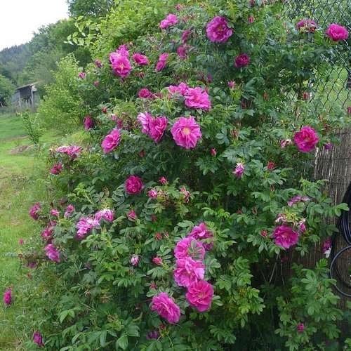 Rosa Exception (Rotes Meer) - Rugosa Rose - Image 3