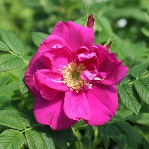Rosa Exception (Rotes Meer) - Rugosa Rose - Image 2