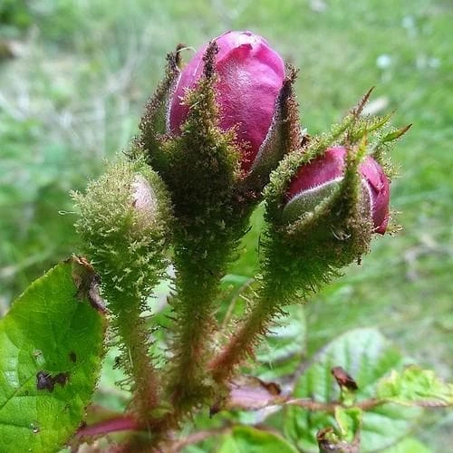 Rosa William Lobb - Old Moss Shrub Rose - Image 2