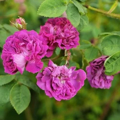 Rosa William Lobb - Old Moss Shrub Rose - Image 3