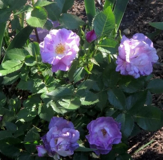 Rosa Blue For You - Shrub Rose - Image 2