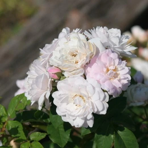 Rosa Blush Noisette - Climbing Rose - Image 7