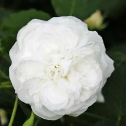 Rosa Boule De Neige - Old Bourbon Shrub Rose