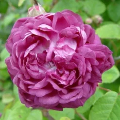 Rosa Cardinal De Richelieu - Gallica Shrub Rose