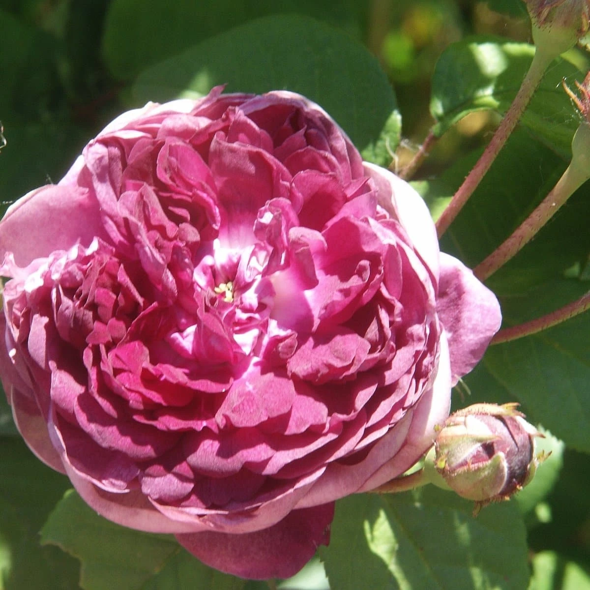 Rosa Cardinal De Richelieu - Gallica Shrub Rose - Image 3