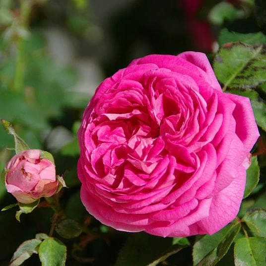 Rosa Cardinal De Richelieu - Gallica Shrub Rose - Image 4