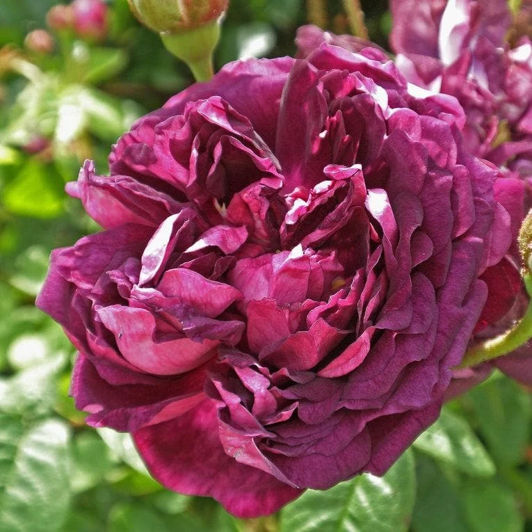 Rosa Cardinal De Richelieu - Gallica Shrub Rose - Image 5