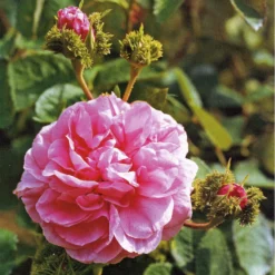 Rosa Chapeau De Napoleon - Old Moss Shrub Rose