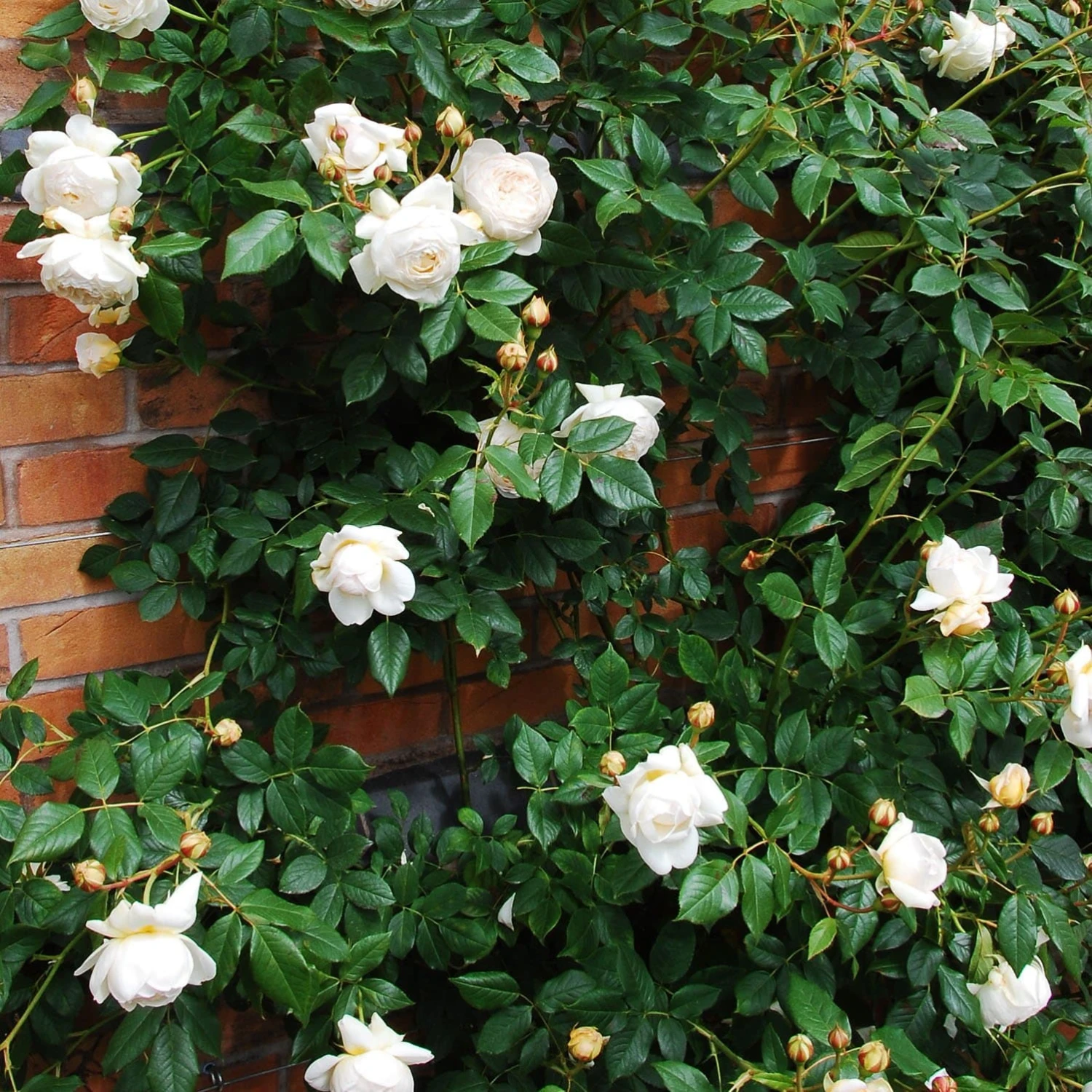 Rosa Claire Austin - David Austin Climbing Rose - Image 4